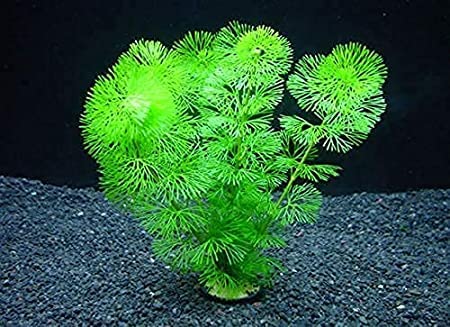 水草　トリミング　水中葉　無農薬　無害虫 71lERVyC70L._AC_UL210_SR210,