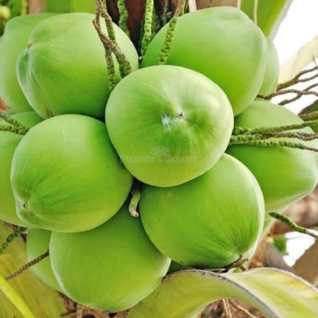 Image of Ganga Bondam Coconut Tree Plant Hybrid Rare Healthy Live Plant For Home Garden Plant Height 1.5-2.5 Feet Size Dwarf Green Yellow (fruit After 2-3 Years)