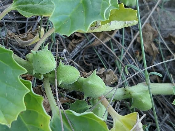 ASPEN® Pedalium Murex | Large Caltrop | Yaanai Nerunjil | Bara Gokhru | Ananerinnil | Palleru Fresh Green Seeds (10) (6U-UZY6-019H_Baz)-image-16