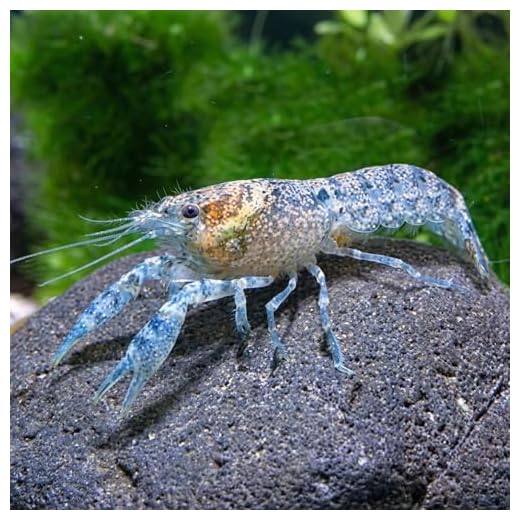 Garnelio Diminitus Zwergflusskrebs - Kleinster Zwergkrebs - Cambarellus diminutus - 1 Pärchen DNZ - friedlicher Mini Krebs für Aquarium und Nanoaquarium - anpassungsfähig & pflegeleicht