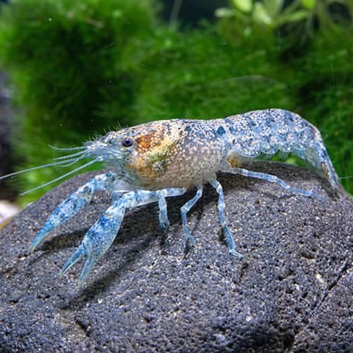 Garnelio Diminitus Zwergflusskrebs - Kleinster Zwergkrebs - Cambarellus diminutus - 1 Pärchen DNZ - friedlicher Mini Krebs für Aquarium und Nanoaquarium - anpassungsfähig & pflegeleicht