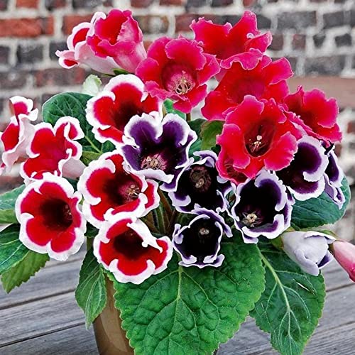 Mix Sinningia Seeds Gloxinia, Bright Eyes Ornamental Showy Home Decorate Houseplant Greenhouse Indoor 20Pcs Flower Seeds by YEGAOL Garden Mix Sinningia Seeds Gloxinia, Bright Eyes Ornamental Showy Home Decorate Houseplant Greenhouse Indoor 20Pcs Flower Seeds by YEGAOL Garden
