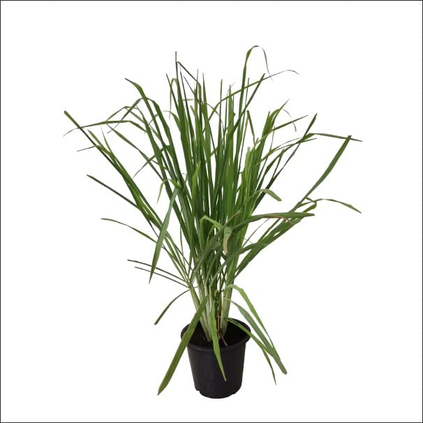 MVKR Live Lemon Grass Herb Plant I Mosquito Repellent Lemongrass Plant I With Growbag.
