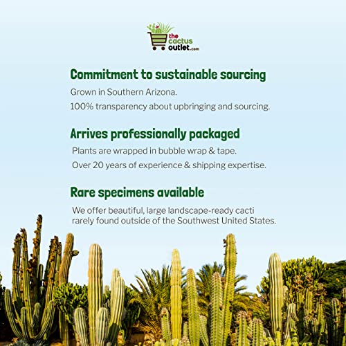 Cactus Outlet - Golden Barrel Cactus Plant - Barrel Cactus Plants Live - 5 Gal (9X9) - Landscape Ready Barrel Cactus Plants Live Delivered Right To Your Door - Live Plants Outdoor #TOP4