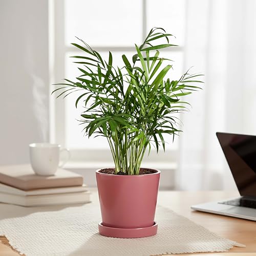 Image of UGAOO Table Top Ceramic Flower Pot for Indoor Plants, 4 Inch - Magenta