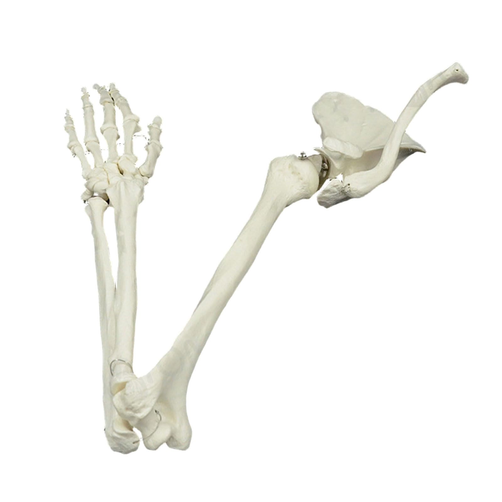 Modelo De Esqueleto De Brazo, Estudio Anatómico Humano De Tamaño Natural Estudio De Articulación Humana De Tamaño Natural