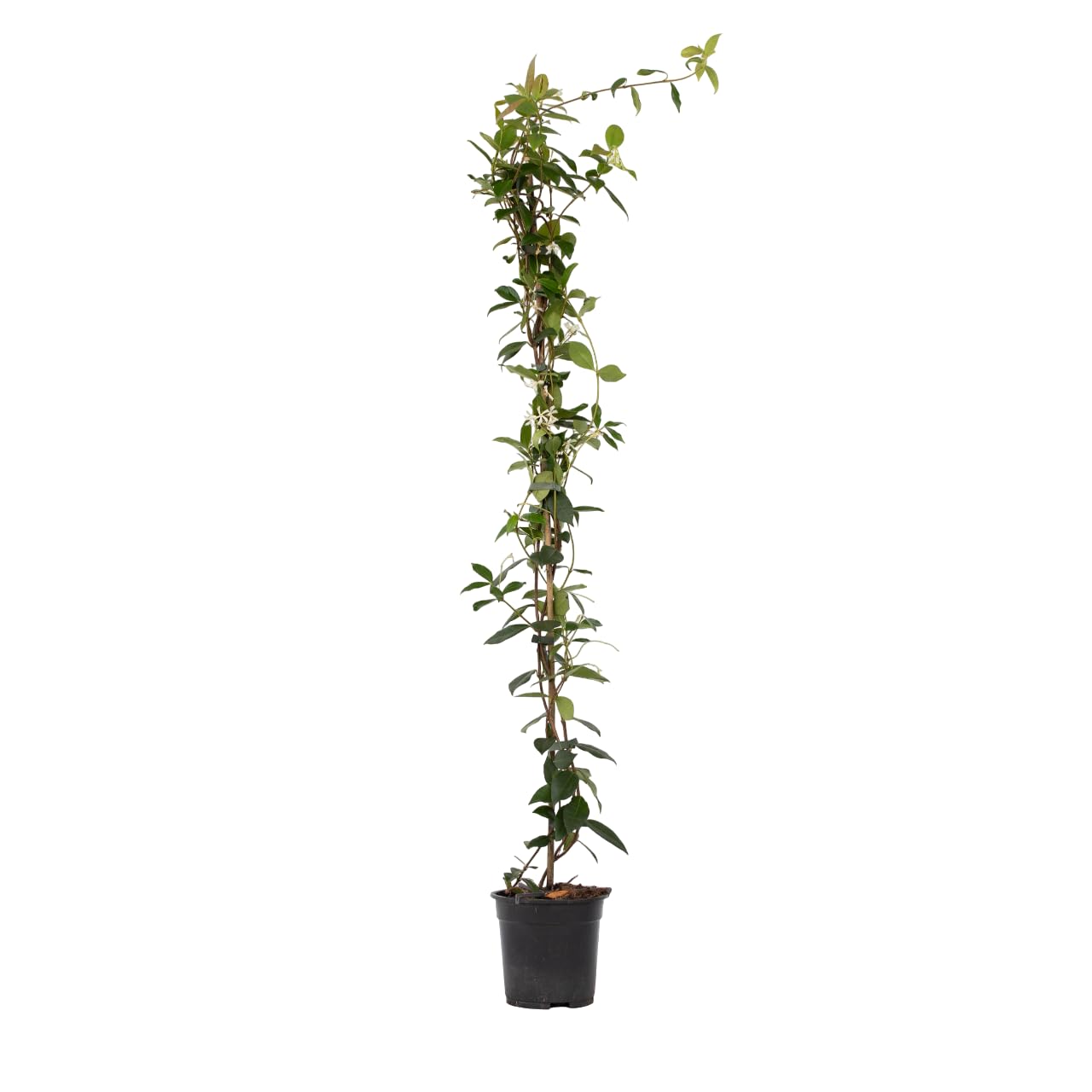 Trachelospermum Jasminoides - Toskanischer Sternjasmin Winterhart, Topf 17cm, 110-120cm