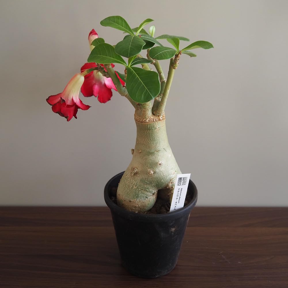 Amazon｜ITANSE アデニウム オベスム 接木苗 4号 1個売り 観葉