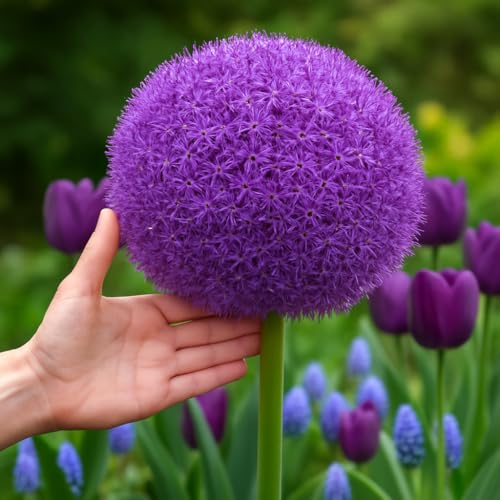 Allium Globemaster Bulb - Largest of All Allium - One Bulb to Plant