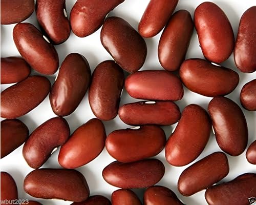 Red Kidney Bean Seeds (Phaseolus vulgaris) - Protein-Rich, Classic Beans for Soups, and Salads | Non-GMO, High-Yield, Heat-Tolerant Variety for Gardens and Farms (25)