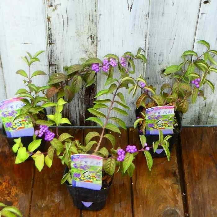 Amazon | 紫式部 苗 3号 小紫 紫色の実 ムラサキシキブ 鉢植え 盆栽