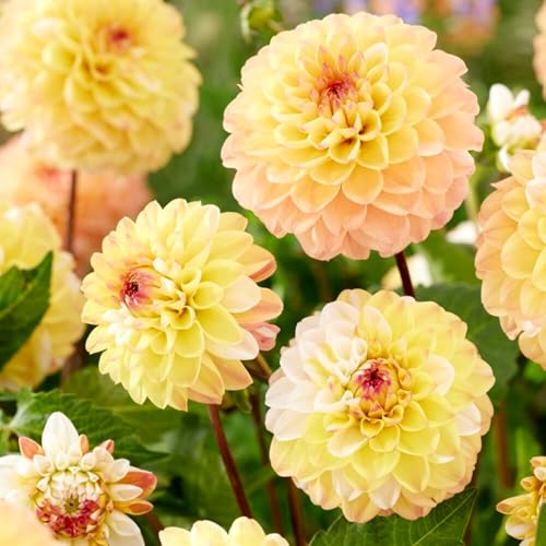 Carbeth Plants - 2 x Dahlia Double Jill Summer Bulbs - Yello
