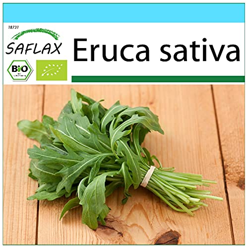 SAFLAX - Kit cadeau - BIO - Roquette - 3000 graines - Avec boîte cadeau/d’expédition, autocollant d’expédition, carte cadeau et substrat de culture - Eruca sativa