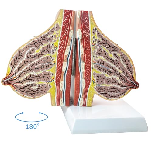 Image of NEW HORIZON Model of The Female Breast Human Breast Anatomy Model Lactation Teaching Nursing Trainning Education Tools for Medical Students and Teachers