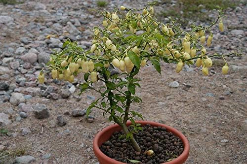 Miniatura 4 de 1141A-Semillas de pimienta habanero blanca peruana (Capsicum chinense) de Robsrareandgiantseeds UPC0764425787655 Super Hot Non-GMO,Organic,Historic