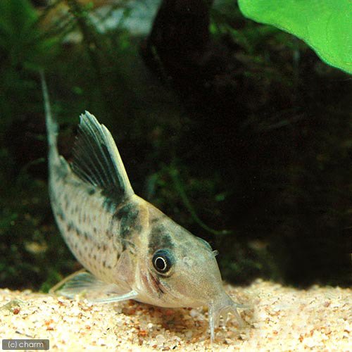 5匹 コリドラス ロブスタス ワイルド