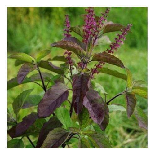 Shyama Tulsi Live Plant Pot (B09V1KBT73) Amazon Price History, Amazon Price Tracker