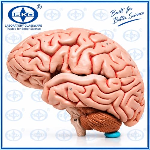 Image of ISKO | Life Size Human Brain Model | removable in 4 parts Fiber glass Resin material for Teaching Anatomy of Brain for Science Classroom Study | 1 Pc.