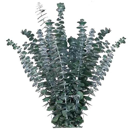 CAKEEYUM Tallos de eucalipto Secos preservados Tallos de eucalipto Secos para Ducha Eucalipto Colgando Ramas de eucalipto Fresco Natural para Planta Real de Ducha para Relleno de jarrón