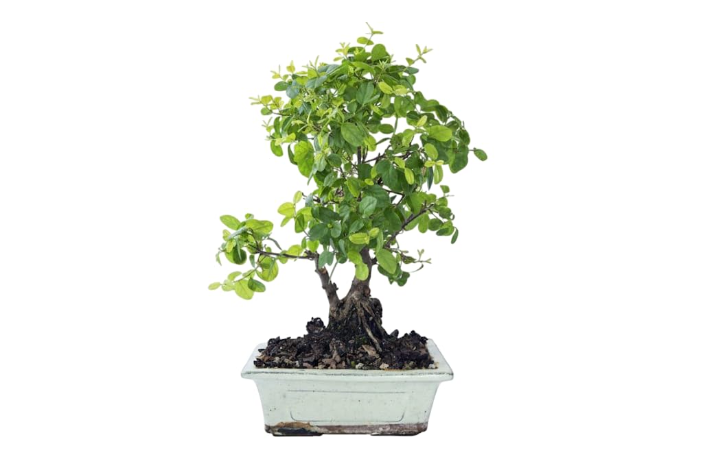 Planta Viva Bonsái Serissa Phoetida Natural con Flores Blancas – DECOALIVE | Bonsái para Interior Luminoso, Fácil Mantenimiento y Estética Refinada para Regalar