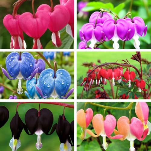 Bleeding Heart Seeds 120pcs Dicentra Spectabilis Non-GMO Heirloom Perennial Flower Seeds Cold Hardy Shade Tolerant for Outdoor Garden Yard Border Container Planting