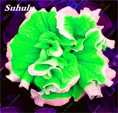 vegherb18 : 9 Colors Calibrachoa Organic Petunia Seed, 200 Seed/Pack, Mixed 'Garden Petunia' Very Beautiful Flower Seed-Land Miracle 18