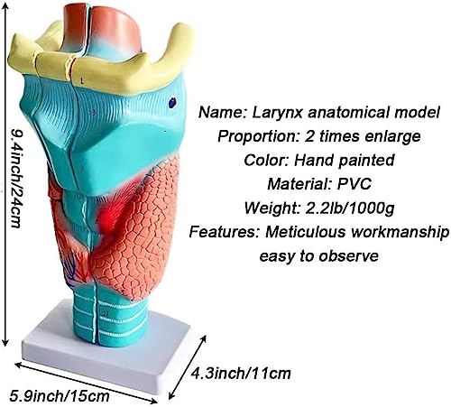 Modèle anatomique de porc AMITD résolvant l'étude de l'anatomie vétérinaire - 3