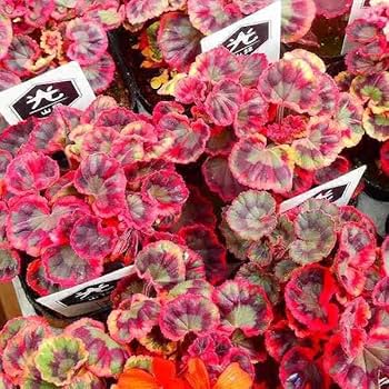 Amazon | ゼラニウム 苗 光山錦 3号 紋天竺葵 古典植物 山野草
