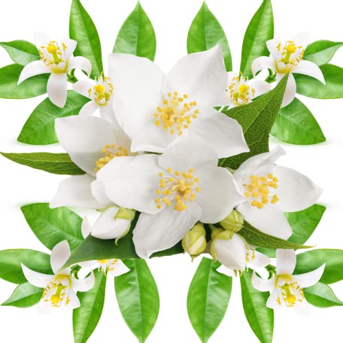 Black Swan - Wax Melts, Signature Collection, Soy Wax, Fine Fragrances, 8 Melts, 70g. (Orange Flower & Jasmine) - Image 4