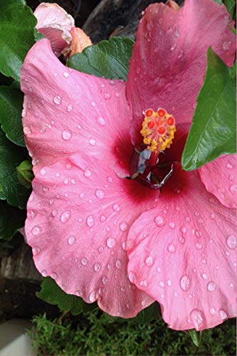 Pink Hibiscus Flower Notebook: This pretty pink journal is easy to find in your bag to write down any brain storming ideas.