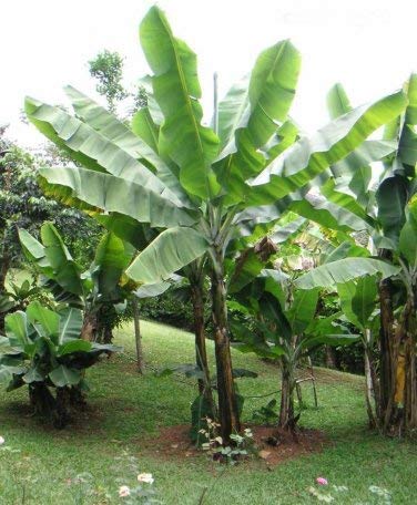 バナナエレファント