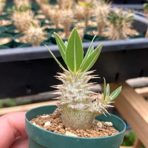 塊根植物 グラキリス」の人気商品一覧・価格比較 - 価格.com
