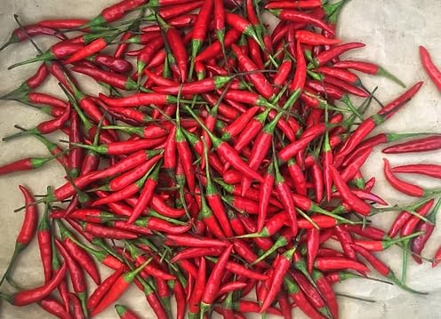 Miniatura 3 de KEJORA Pimientos rojos tailandeses frescos -1 libra (16 oz)