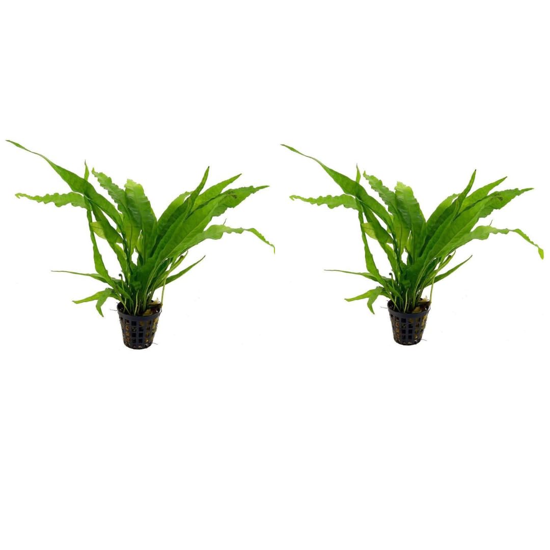 SANSEFERO Live Aquarium Plant Microsorum pteropus (Java Fern) | Lush and Vibrant Aquatic Greenery | Natural Aquascaping for Healthy and Beautiful Fish Tanks (Pack of 2) (B0CDTXCSP9) Amazon Price History, Amazon Price Tracker
