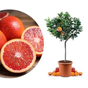 Meine Orangerie Blutorangenbaum Sanguinello Mezzo 70-100cm