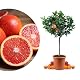 Orangenbaum Blut Sanguinello Mezzo – Blutorange für Zuhause