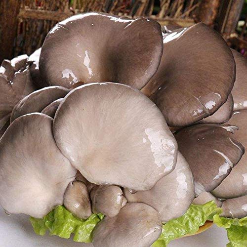 TankMR Farms Seeds 10Pcs Delicious Oyster Mushroom Seeds Vegetable Plant Garden Courtyard Decor for Garden Balcony/Patio - Oyster Mushroom Seeds