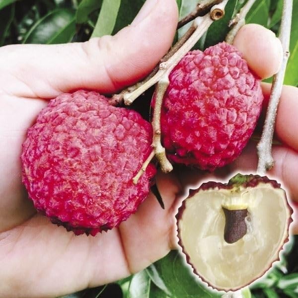 Amazon.co.jp: 果樹苗 ライチ ジャカパット 1株 / 国華園 25年春