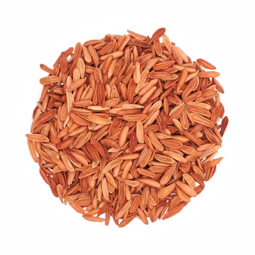 �p�L�|�f�B�E�� �O���L���X��q 100��