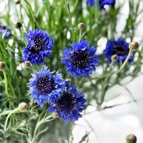 semi di fiordaliso selvatico - in vaso, resistente vecchie varietà 200pcs