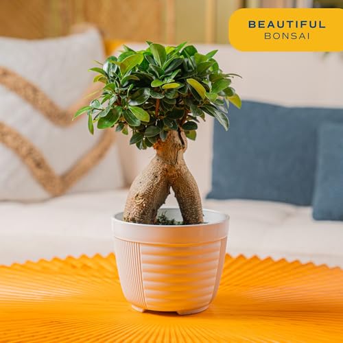 Image of Costa Farms Bonsai Miniature Tree Live Plant in Decorative Pot, Easy Indoor Houseplant, Assorted Variety, Zen Home, Room, or Office Decor, House Warming or Birthday Gift, 12-15 Inches Tall