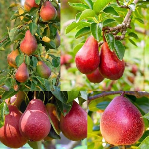 Image of Red Pear Fruit Plant | Nashpati Live Tree | Healthy Fruit Bearing Plant for Home & Outdoor Gardening | Pack of 1