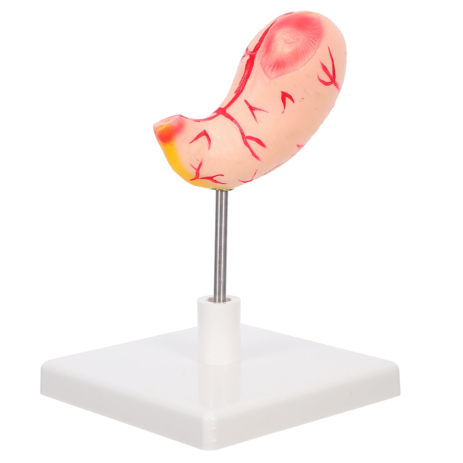Modelo de Anatomía Gástrica PVC Vista Seccionada para Enseñanza