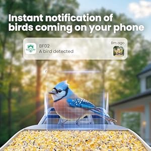 SOLIOM BF02 Bird Feeder with Camera Wireless Outdoor 2K HD Wild Bird Watching Cam with Full Color Night Vision AI Identify Bird Species Live View Instant Notifications with 3W Solar Panel