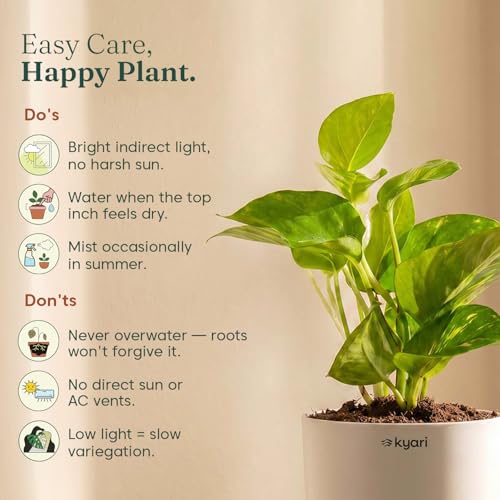 Image of Kyari Good Luck Money Variegated Live Plant with Black Self Watering Pot 4 Inch - Money Plant Indoor Live Plant with Pot for Home, Living Room - Lucky Vastu Air Purifying Plant