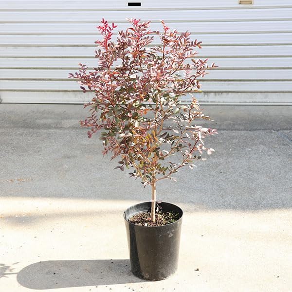 庭木・植木 珍品 ピスタチア 現品限り *スペイン原産のかわいい