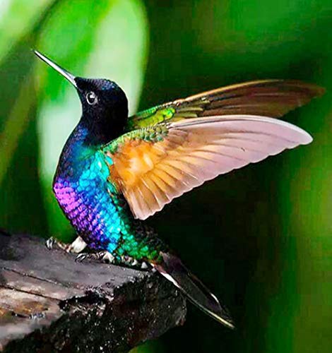 LLXHG 5D Diamant-Malerei Kit Kolibri Diamant Painting Bild Vollbohrer Malen Nach Anzahl Kits Mit Diamanten Kinder Mosaikherstellung Cover