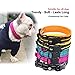 PETTOM Hundehalsband Verstellbare Nylon Hunde Halsband Atmungsaktives Reflektierend Halsband (Orange XS)