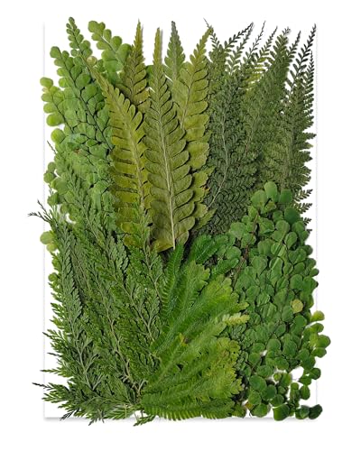 TrendCart 55 Pcs Green Leaves Ferns Dried Pressed Flowers for Crafts Real Nature Dry Flower Bulk for Resin Jewelry Making Candle Making Frame Decoration Art Floral Decors
