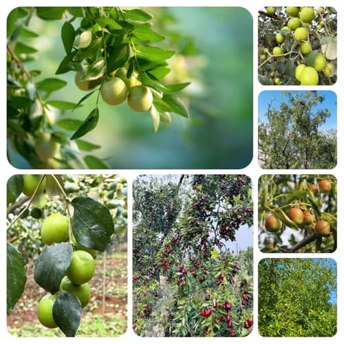 Jujube Tree Seeds, Heritage Garden additions, Traditional Landscape Designs, Classic Greenery specimens 30pcs